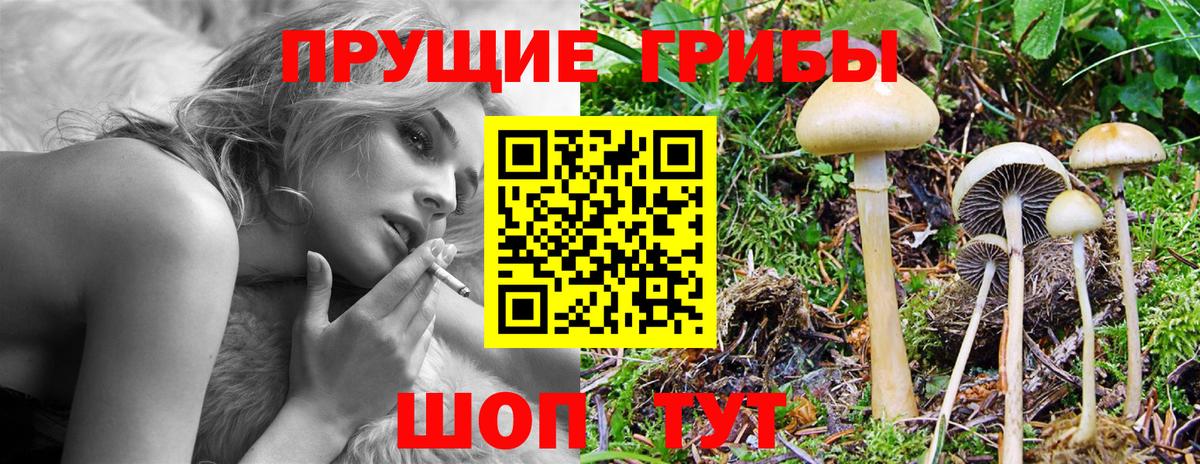 Санкт-Петербург  как найти закладки  Вход с VPN  Псилоцибиновые грибы Psilocybe  Галлюциногенные грибы мицелий 